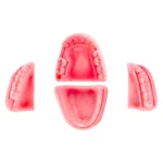 Boca Sintética Para Sutura Dental (Por Unidad)