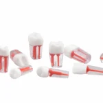 Dientes De Práctica Para Endodoncia Académica (1 Set 8 Unid.)