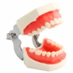 Maqueta Dental Tipodonto De Estudio T8012 (1 Set Completo)