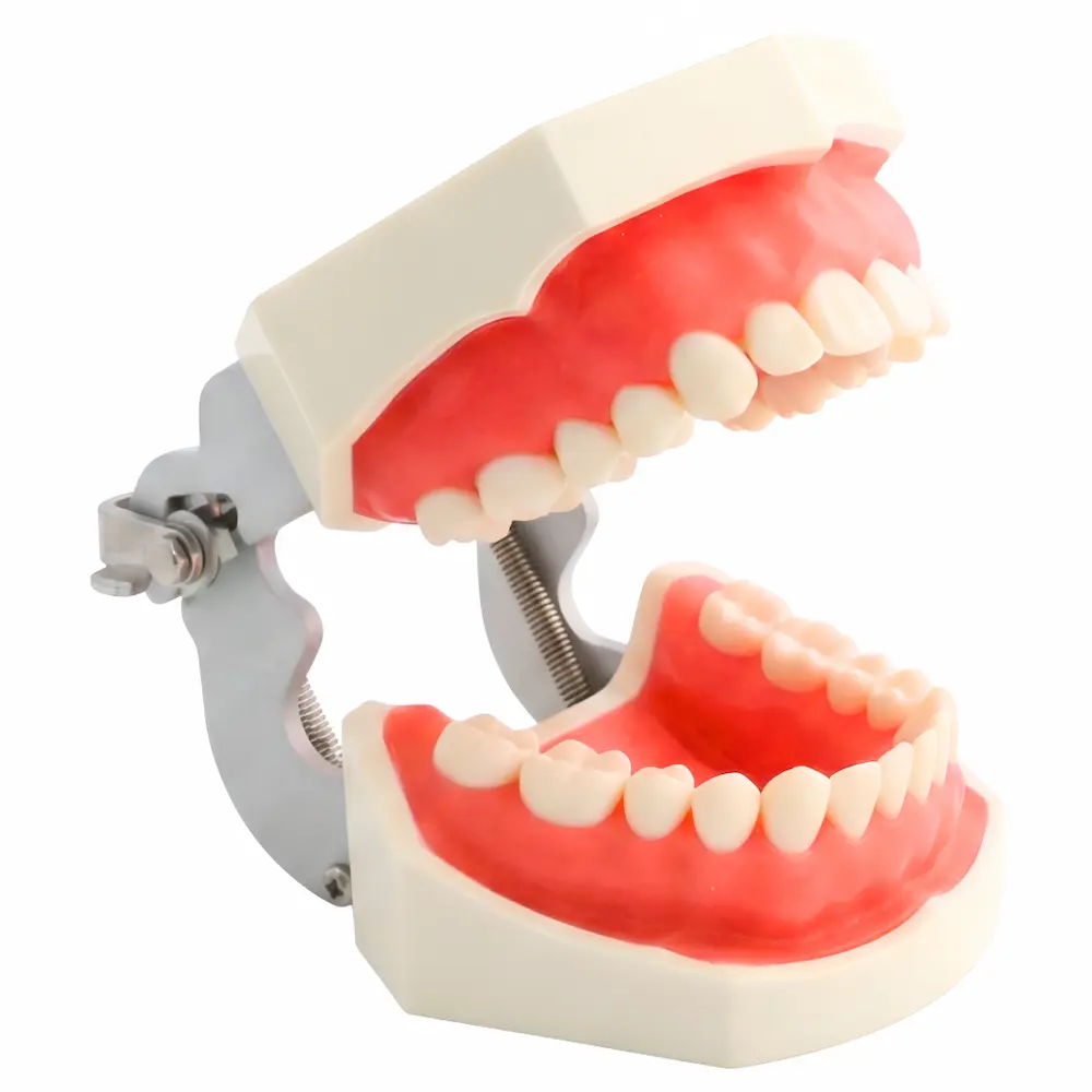 Maqueta Dental Tipodonto De Estudio T8012 (1 Set Completo) Maqueta Dental Tipodonto De Estudio T8012 (1 Set Completo)