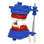 Maqueta De Ortodoncia Tipodón Mac® Desmontable (1 Unidad)