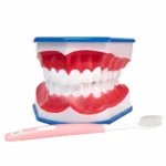 Tipodonto Educativo Para Cepillado Dental (1 Unidad)